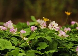 Oryginalny obrazek