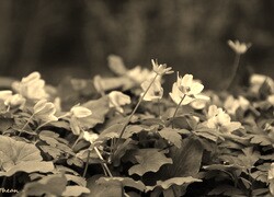 Szary + Sepia