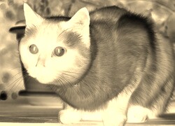 Sepia + Negatyw