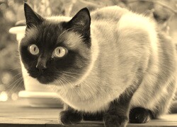 Sepia
