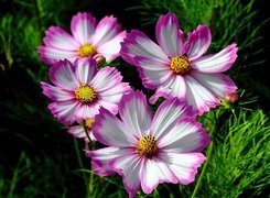 Oryginalny obrazek