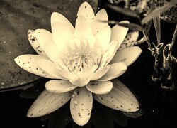 Szary + Sepia