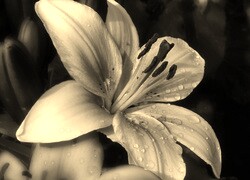 Szary + Sepia