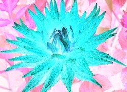 Negatyw