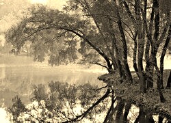 Szary + Sepia