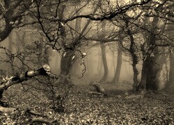 Szary + Sepia