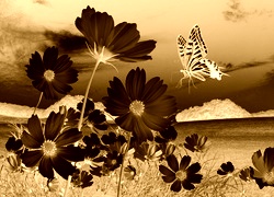 Sepia + Negatyw