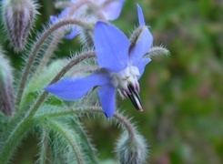 Oryginalny obrazek