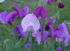 Oryginalny obrazek