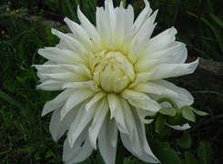Oryginalny obrazek