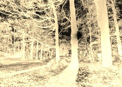 Sepia + Negatyw