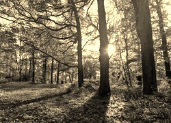 Sepia