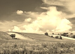 Szary + Sepia