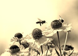 Szary + Sepia