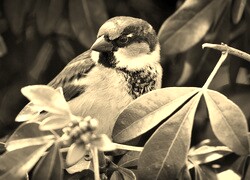 Sepia