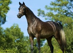 Oryginalny obrazek