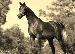 Szary + Sepia