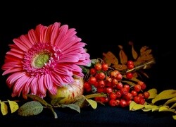 Oryginalny obrazek