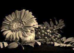 Szary + Sepia