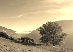 Szary + Sepia