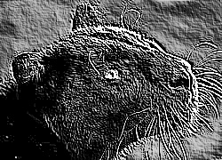 Skamielina