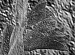 Skamielina