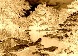 Sepia + Negatyw