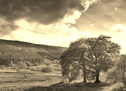 Szary + Sepia