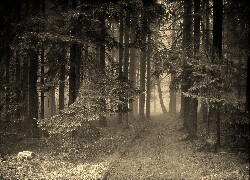 Szary + Sepia