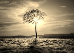 Szary + Sepia