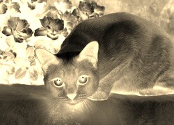 Sepia + Negatyw
