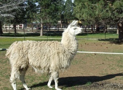 Oryginalny obrazek
