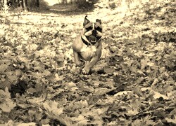 Szary + Sepia