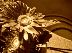 Sepia