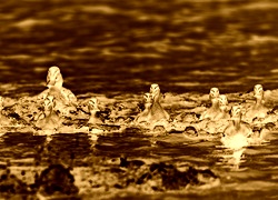 Sepia + Negatyw