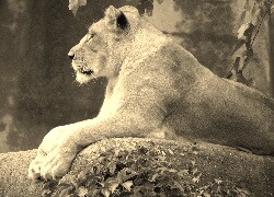 Sepia