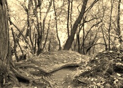 Szary + Sepia