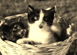 Szary + Sepia