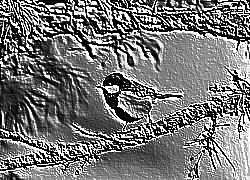 Skamielina
