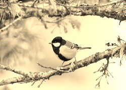 Szary + Sepia