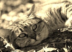 Szary + Sepia