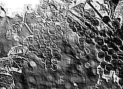 Skamielina
