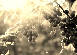 Szary + Sepia