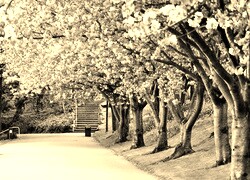 Szary + Sepia