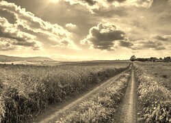 Szary + Sepia