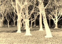 Sepia + Negatyw