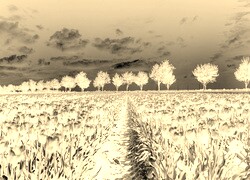Sepia + Negatyw