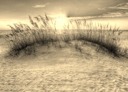 Szary + Sepia