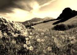 Szary + Sepia