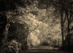 Szary + Sepia